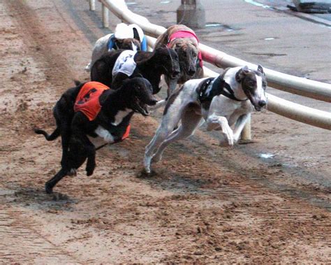 rpg bet,racing post greyhounds